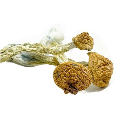 ukshroomshop.uk